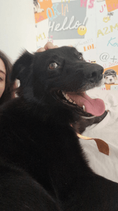 Bolt  - Campanha para ajudar com o tratamento do bolt