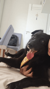 Vaquinha Online - Campanha para ajudar com o tratamento do bolt