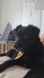 Animais - Campanha para ajudar com o tratamento do bolt