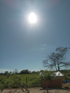 Projeto Reflorestamento urgente para diminuir a temperatura. imagem 6