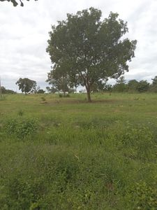 Tesouro/MT - Projeto Reflorestamento urgente para diminuir a temperatura.