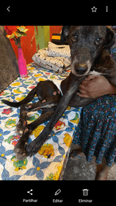 Vaquinha Online - Me ajudem com esses cachorros