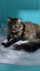 Vaquinha Online - Ajude o Yuri !!!!