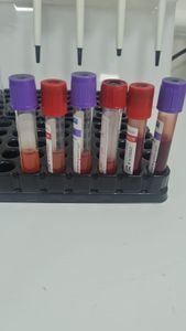 Animais - Ajude o Pingo!