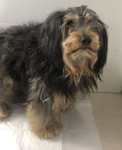 Vaquinha Online - Ajude o Pingo!