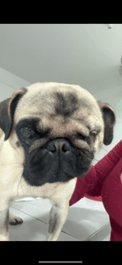 Cachoeiras de Macacu/RJ - 💔 Ajude a Bulma a voltar para casa 🐾❤️