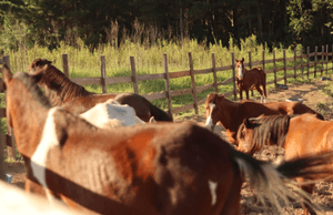 Alimentação Mensal dos Animais do Santuário Fevereiro/2023 imagem 7