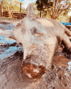 Alimentação Mensal dos Animais do Santuário | Fevereiro/2023 - Alimentação Mensal dos Animais do Santuário Fevereiro/2023