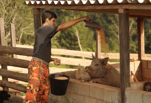 Vaquinha Online - Alimentação Mensal dos Animais do Santuário Fevereiro/2023