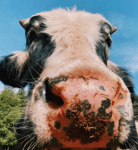 Alimentação Mensal dos Animais do Santuário Fevereiro/2023 imagem 6