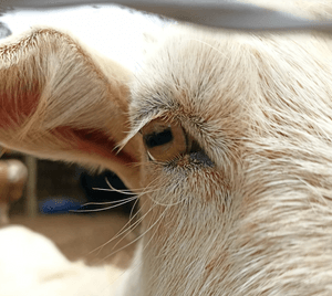 Cotia/SP - Alimentação Mensal dos Animais do Santuário Fevereiro/2023