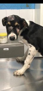 Vaquinha Online - Cuidar desse doguinho!!