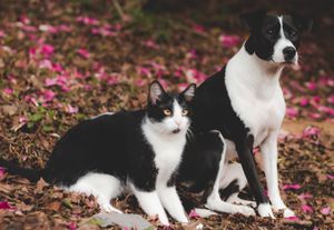Financiamento Coletivo - Pets pra vida!