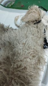 Ele foi atropelado e precisa de você