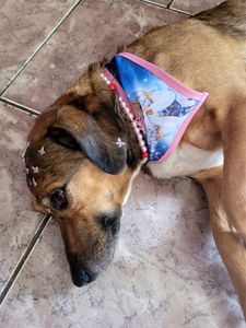 Vaquinha Online - Olá, sou a Talita e tenho 13 aninhos, preciso muito da sua ajuda!