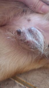 Animais - Olá, sou a Talita e tenho 13 aninhos, preciso muito da sua ajuda!