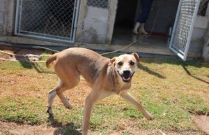 Financiamento Coletivo - O Pata sem Dono precisa do seu apoio urgente!