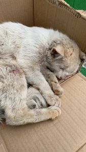 Ajude o Rafael  - Ajude o gatinho Rafael 