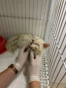 Contagem/MG - Ajude o gatinho Rafael 