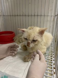 Vaquinha Online - Ajude o gatinho Rafael 