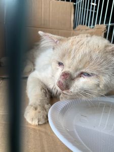 Animais - Ajude o gatinho Rafael 