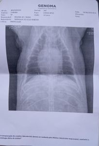 Tudo pelo Joy - Tudo pelo Joy 