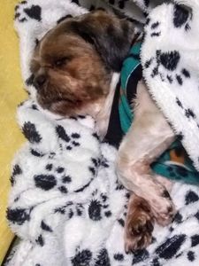 Animais - Tudo pelo Joy 