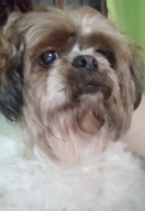 Vaquinha Online - Tudo pelo Joy 