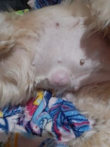 Vaquinha Online - Cirurgias da Zoe