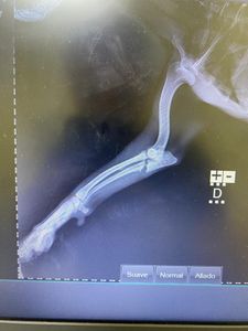 Animais - Cirurgias da Zoe