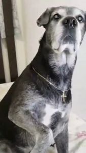 Colabore com a cirurgia de catarata do Simba