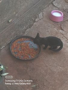 Vaquinha Online - Ajuda para os gatos de rua.