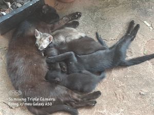 Animais - Ajuda para os gatos de rua.