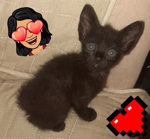 Meus bbs - Ajuda para os gatos de rua.