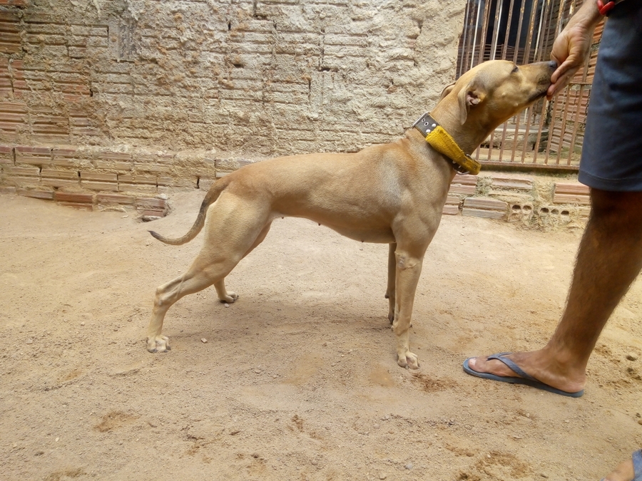 Animais - 1° Centro de treinamento de cães