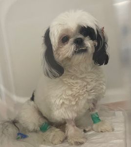 Bela - A doguinha mais encantadora do mundo - Juntos pela Bela - Um pedido de ajuda para minha Bela poder fazer sessões de hemodiálise