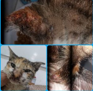 JUNTOS PELOS ANIMAIS VÍTIMAS DE MAUS TRATOS!