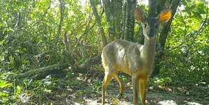 Crowdfunding - Ajude a encontrar onças na Juréia-Itatins