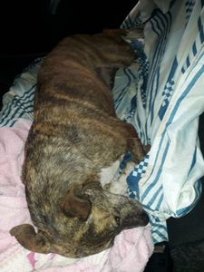 Volta Redonda/RJ - Ajudem a salvar a vida dessa cadela de rua 