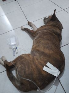 Vaquinha Online - Ajudem a salvar a vida dessa cadela de rua 