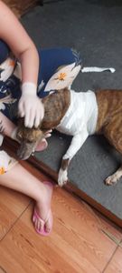 Juliana Roriz - Ajudem a salvar a vida dessa cadela de rua 