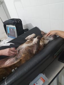 Animais - Ajudem a salvar a vida dessa cadela de rua 