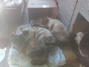 Vaquinha Online - Criação do sonhado gatil 