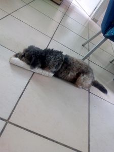 Vaquinha Online - Ajudar com a cirugia da minha pata