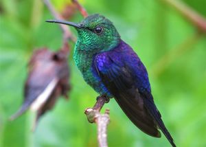 Reforma no Sítio para Observação de Aves de Zezito