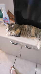 Vaquinha Online - SALVEAOTOHIME