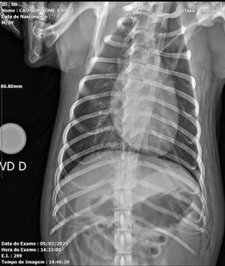 Ajude o Tommy a se recuperar