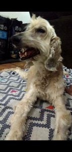 Vaquinha Online - AJUDEM  NA CIRURGIA DE SADIE MARIA