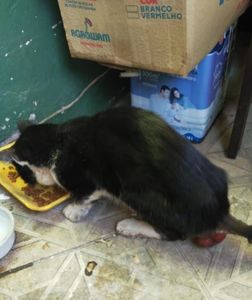 null - Ajude a salvar a vida de um gato de rua 