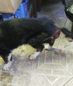 Animais - Ajude a salvar a vida de um gato de rua 